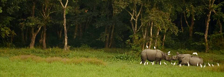 Jaldapara, Jayanti, Lataguri Jungle Tour